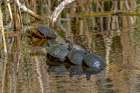 USA-Colorado-Fort Collins Painted turtles on log in pond Art Print